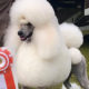 eli wins best in show featured
