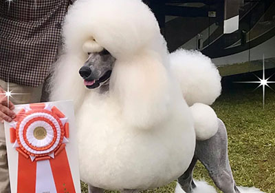 eli wins best in show featured