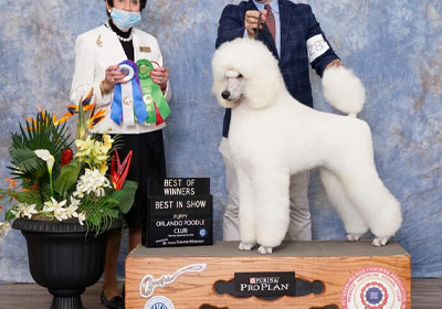 September And October Were Great Months For Piedmont Poodles