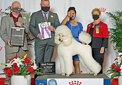 Bonita Wins Best In Show Puppy